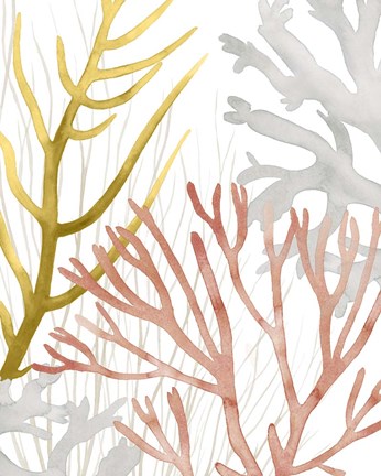 Framed Desert Coral II Print