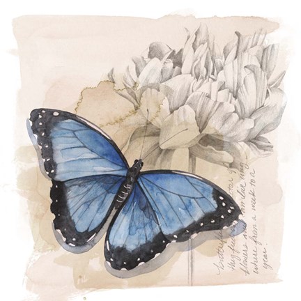 Framed Shadow Box Butterfly II Print
