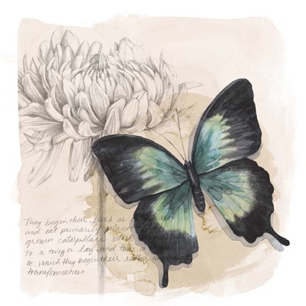 Framed Shadow Box Butterfly III Print