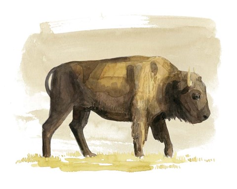 Framed Bison Watercolor Sketch I Print