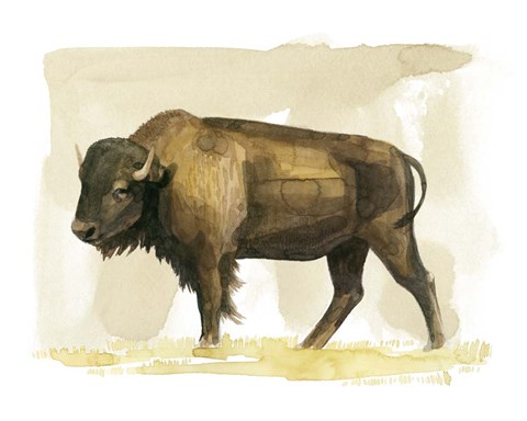 Framed Bison Watercolor Sketch II Print