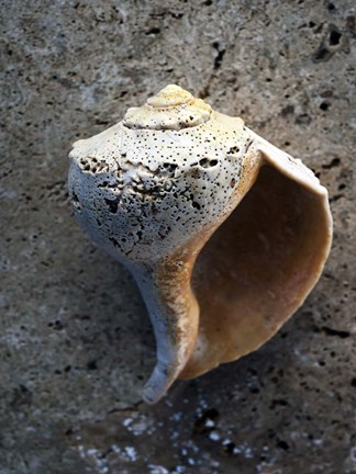 Framed Gifts of the Shore V Print