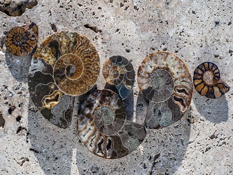 Framed Gifts of the Shore XIV Print