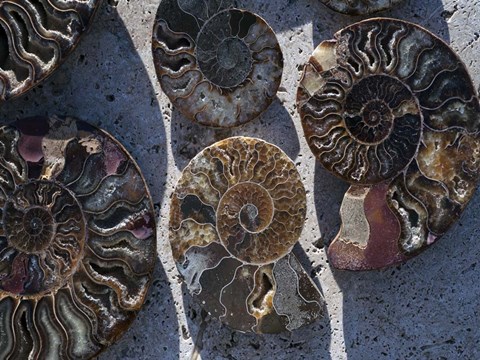 Framed Gifts of the Shore XV Print