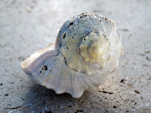 Framed Gifts of the Shore XIX Print