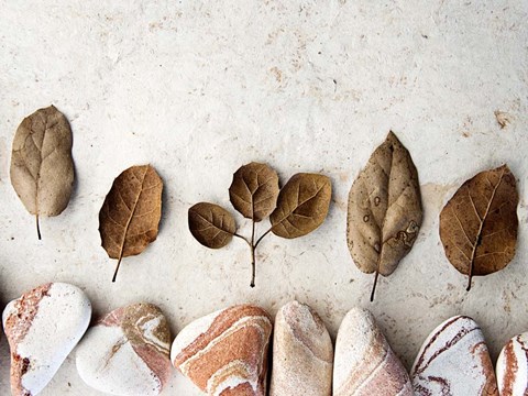 Framed Gifts of the Earth IV Print