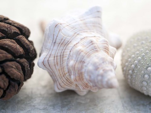 Framed Shell Portrait III Print