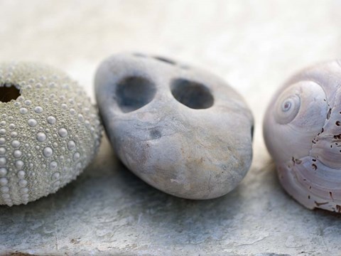 Framed Shell Portrait IV Print