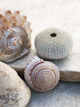 Framed Shell Portrait VII Print