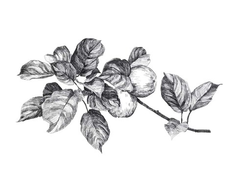 Framed Apple Etching I Print