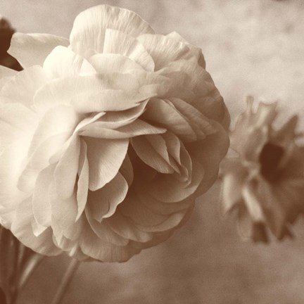 Framed Sepia Rapture I Print