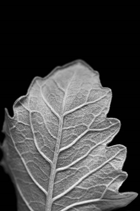 Framed Striking Leaf III Print