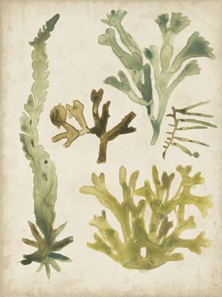Framed Vintage Sea Fronds I Print