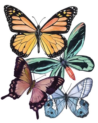 Framed Butterfly Swatches I Print