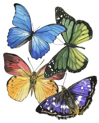 Framed Butterfly Swatches II Print