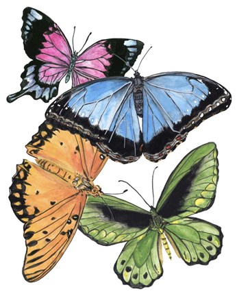 Framed Butterfly Swatches III Print