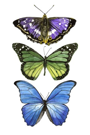 Framed Falling From I Print