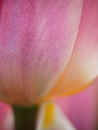 Framed Macro Of Colorful Tulip 1, Netherlands Print