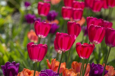 Framed Bright Spring Tulips 1 Print