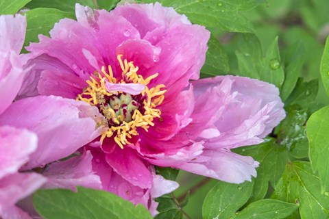 Framed Pink Mountain Peony Print