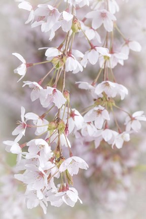 Framed Cherry Tree Blossoms Close-Up, Seabeck, Washington State Print