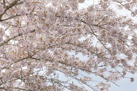 Framed Cherry Tree Blossoms, Washington State Print