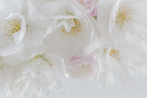 Framed Cherry Tree Blossoms Close-Up, Washington State Print