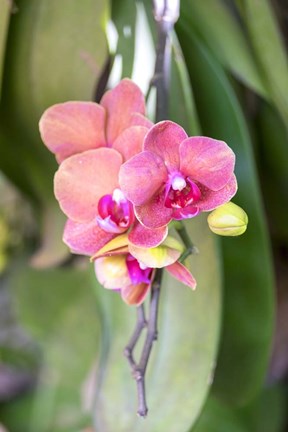 Framed Orchid, USA Print