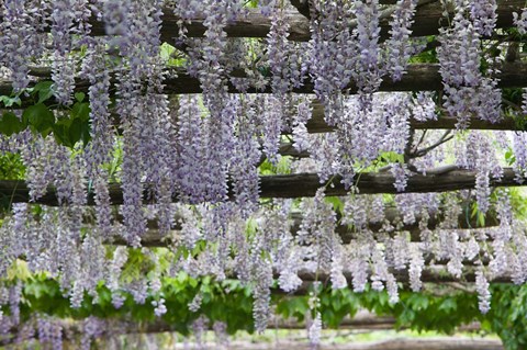 Framed Spring Blossoms, Capri, Campania, Italy Print