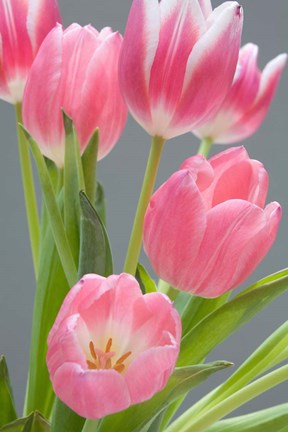 Framed Pink Tulips Print