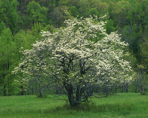 Framed Flowering Dogwood, Blue Ridge Parkway, Virginia Print