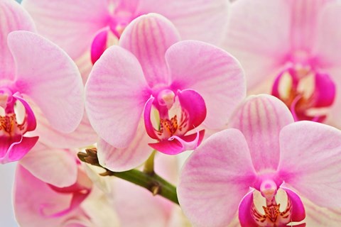 Framed Hybrid Orchids, Selby Gardens, Sarasota, Florida Print