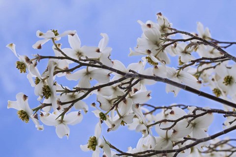 Framed Blooming Dogwood Tree, Owens Valley California Print