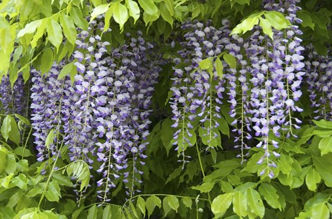 Framed Wisteria In Bloom, Salzburg, Austria Print