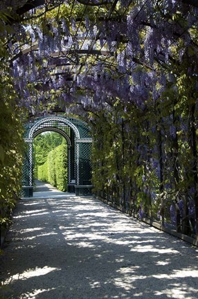 Framed Wisteria Arbor In Garden, Austria, Vienna, Schonbrunn Palace Print