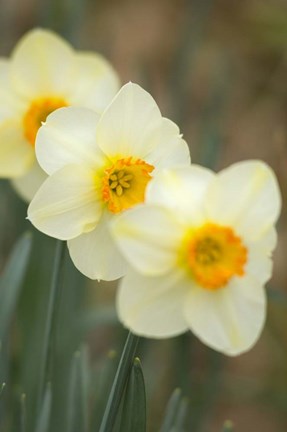 Framed Closeup Of White Daffodils, Arlington, Virginia Print
