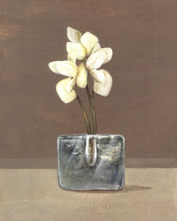 Framed Orchids in Glass Print