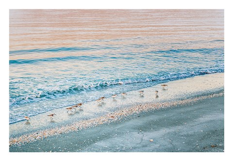 Framed Early Birds Print