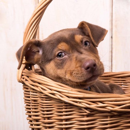 Framed Puppy in a Basket Print