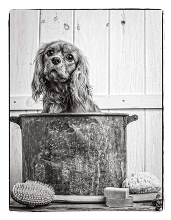 Framed Vintage Puppy Bath Print
