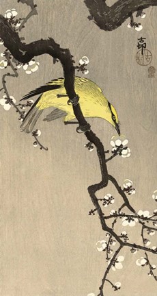 Framed Chinese Wielewaal on Plum Blossom Branch, 1900-1910 Print