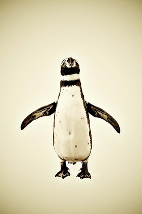Framed Penguin Print