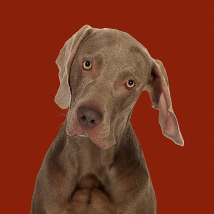 Framed Billy the Weimaraner Print