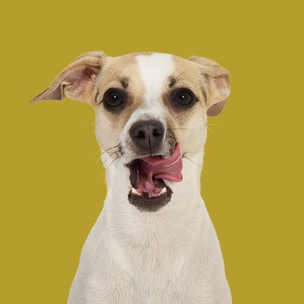 Framed Mille the Danish Swedish Farmdog Print