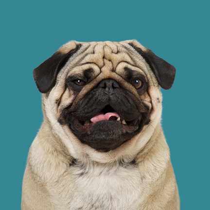 Framed Egon the Pug Print