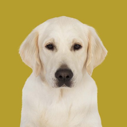 Framed Gabby the Golden Retriever Print