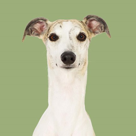 Framed Dogs Hugo the Whippet Print