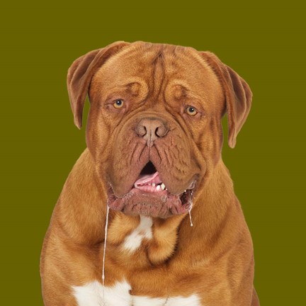 Framed Thor the Dogue de Bordeaux Print