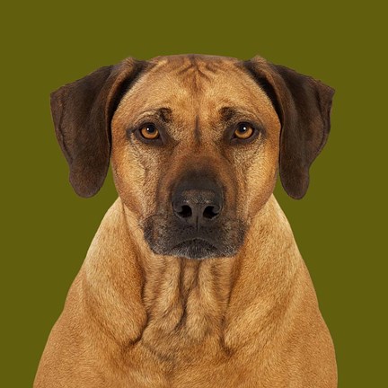Framed Balou the Rhodesian Ridgeback Print