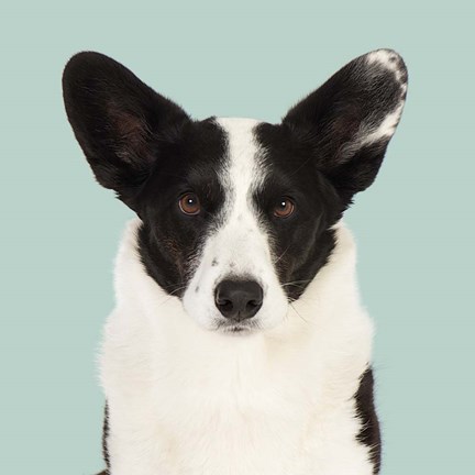 Framed Ludvig the Welsh Corgi Print